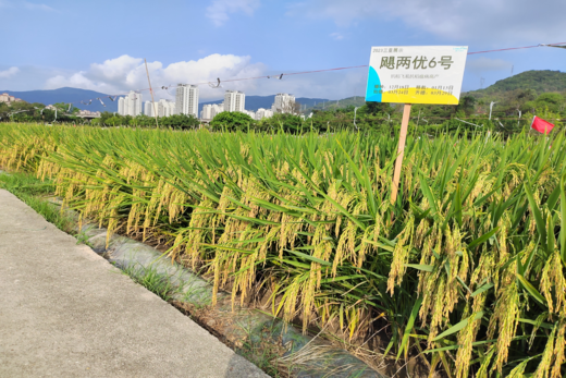 颶兩優(yōu)6號(hào)——抗稻飛虱